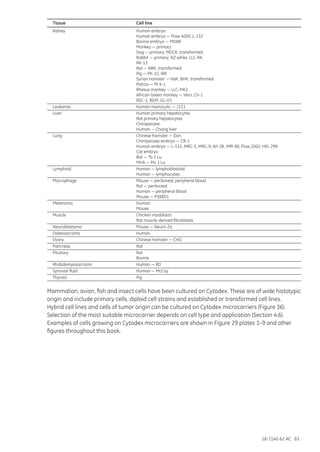 18-1140-62 AC 63
Tissue	 Cell line
Kidney	 Human embryo
	 Human embryo — Flow 4000, L-132
	 Bovine embryo — MDBK
	 Monkey — primary
	 Dog — primary, MDCK, transformed
	 Rabbit — primary, NZ white, LLC-RK
	RK-13
	 Rat — NRK, transformed
	 Pig — PK-15, IBR
	 Syrian hamster — HaK, BHK, transformed
	 Potroo — Pt-k-1
	 Rhesus monkey — LLC-MK2
	 African Green monkey — Vero, CV-1
	 BSC-1, BGM, GL-V3
Leukemia	 Human monocytic — J111
Liver	 Human primary hepatocytes
	 Rat primary hepatocytes
	Chimpanzee
	 Human — Chang liver
Lung	 Chinese hamster — Don
	 Chimpanzee embryo — CR-1
	 Human embryo — L-132, MRC-5, MRC-9, WI-38, IMR-90, Flow 2002, HEL 299
	 Cat embryo
	 Bat — Tb 1 Lu
	 Mink — Mv 1 Lu
Lymphoid	 Human — lymphoblastoid
	 Human — lymphocytes
Macrophage	 Mouse — peritoneal, peripheral blood
	 Rat — peritoneal
	 Human — peripheral blood
	 Mouse — P388D1
Melanoma	Human
	Mouse
Muscle	 Chicken myoblasts
	 Rat muscle-derived fibroblasts
Neuroblastoma	 Mouse — Neuro-2a
Osteosarcoma	Human
Ovary	 Chinese hamster — CHO
Pancreas	Rat
Pituitary	Rat
	Bovine
Rhabdomyosarcoma	 Human — RD
Synovial fluid	 Human — McCoy
Thyroid	Pig
Mammalian, avian, fish and insect cells have been cultured on Cytodex. These are of wide histotypic
origin and include primary cells, diploid cell strains and established or transformed cell lines.
Hybrid cell lines and cells of tumor origin can be cultured on Cytodex microcarriers (Figure 36).
Selection of the most suitable microcarrier depends on cell type and application (Section 4.6).
Examples of cells growing on Cytodex microcarriers are shown in Figure 29 plates 1–9 and other
figures throughout this book.
 