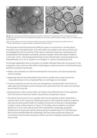 64 18-1140-62 AC
Fig. 36. Left: Human-mouse hybrid cells growing on Cytodex microcarriers. The parental cells for the hybrid were human
lymphocytes and HGRT mouse cells. (Original photograph by B. Winchester, Queen Elizabeth College, London, UK, reproduced by
kind permission.)
Right: Human osteosarcoma cells cultured on Cytodex microcarriers. (Original photograph by B. Westermark and
J. Pontén. Wallenberg Lab., Uppsala, Sweden, reproduced by kind permission.)
The only types of cells that have proven difficult to grow on microcarriers in stirred cultures
have been some of lymphoid origin. Such cells attach only weakly to cell culture surfaces and
are dislodged from the microcarriers if the culture is stirred too vigorously. Lymphocytes and
lymphoblastoid cells have been successfully cultured on Cytodex microcarriers (Figure 29 plate 4;
G. Alm, pers. comm., 104) and good attachment can be achieved when correct procedures are
followed (Section 8.4.2, 8.4.3). Cytodex is not mitogenic in cultures of lymphocytes (124).
Anchorage-independent cells can be grown on Cytodex. Although these cells can be grown in free
suspension culture, there are often distinct advantages to using microcarriers and still retaining the
benefits of suspension techniques.
•	Higher culture densities can often be achieved with microcarriers, and culture productivity
	 can be increased.
•	Separating cells from the liquid phase of the culture is simpler when using microcarriers
	 – long sedimentation times, complicated filters or centrifuges are not needed.
•	Cultures containing microcarriers are more homogeneous. By allowing the microcarriers to
	 settle, dead cells and debris can be removed in the supernatant fluid. The culture can therefore
	 be enriched for living cells.
•	Cells growing on culture surfaces often use medium more efficiently than in free suspension
	 (155). Microcarriers reduce the medium requirements of suspension cultures.
•	The yield of many strains of virus is greater when the cell substrate is grown attached to a
	 culture surface. Some viruses (e.g. Herpes) grow poorly in free suspension systems. In general,
	 cells have the same growth kinetics on Cytodex microcarriers as they do on standard glass
	 or plastic culture surfaces (Figure 14, Figure 71). Providing culture conditions are optimal
	 (Section 8.4.2, 8.4.3), most cells will retain their characteristic morphology, population
	 doubling-time and saturation density when growing on Cytodex (Figure 14). Cells that grow
	 with a pronounced fibroblast-like morphology may have reduced saturation density on
	 microcarriers since the spherical growth surface cannot be completely covered by the parallel
	 array of cells.
 