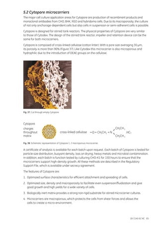 18-1140-62 AC 65
5.2 Cytopore microcarriers
The major cell culture application areas for Cytopore are production of recombinant products and
monoclonal antibodies from CHO, BHK, NSO and hybridoma cells. Due to its macroporosity, the culture
of not only anchorage-dependent cells but also cells in suspension or semi-adherent cells is possible.
Cytopore is designed for stirred tank reactors. The physical properties of Cytopore are very similar
to those of Cytodex. The design of the stirred tank reactor, impeller and retention device can be the
same for both microcarriers.
Cytopore is composed of cross-linked cellulose (cotton linter). With a pore size averaging 30 µm,
its porosity is more than 90% (Figure 37). Like Cytodex this microcarrier is also microporous and
hydrophilic due to the introduction of DEAE groups on the cellulose.
CH CH2 3
CH CH2 3
.HCL2 2CH CH NO
Cytopore
charges
throughout
matrix
cross-linked cellulose
Fig. 38. Schematic representation of Cytopore 1, 2 macroporous microcarrier.
A certificate of analysis is available for each batch upon request. Each batch of Cytopore is tested for
particle size distribution, buoyant density, loss on drying, heavy metals and microbial contamination.
In addition, each batch is function tested by culturing CHO-K1 for 150 hours to ensure that the
microcarriers support high-density growth. All these methods are described in the Regulatory
Support File, which is available under secrecy agreement.
The features of Cytopore are:
1.	 Optimized surface characteristics for efficient attachment and spreading of cells.
2.	 Optimized size, density and macroporosity to facilitate even suspension/fluidization and give
	 good growth and high yields for a wide variety of cells.
3.	 Biologically inert matrix provides a strong non-rigid substrate for stirred microcarrier cultures.
4.	 Microcarriers are macroporous, which protects the cells from shear forces and allows the
	 cells to create a micro-environment.
Fig. 37. Cut through empty Cytopore.
 