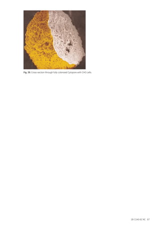 18-1140-62 AC 67
Fig. 39. Cross-section through fully colonized Cytopore with CHO cells.
 