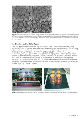 18-1140-62 AC 75
Fig. 44. Roller bottle cultures of mouse L-cells using Cytodex to increase the yield. Confluent cultures were drained and replenished
with 400 mL medium containing 1.5 g Cytodex 1 (roller bottles approx. 1400 cm2). The monolayers were photographed at a) 8 h, b)
24 h, c) 72 h and d) 96 h. (Original photographs by L. Kronenberg, Lee Bio Molecular Res. Labs. Inc., San Diego, USA, reproduced by
kind permission.)
6.4.3 Rocking bottles shaker flasks
The yield of cells from culture bottles (e.g. Roux bottles) can be increased several fold by using
Cytodex, Cytopore or Cytoline. The microcarriers can be easily kept in suspension by using a rocking
platform to keep the culture in motion, and by supplementing the medium with
5–10% (w/v) Ficoll™ 400 (S. Smit, pers. comm., 162). Ficoll 400 increases the density of the culture
medium and thus allows the microcarriers to float more easily. The procedures outlined in Section
8.4.2 apply to this culture method. The rate of rocking should be just sufficient to ensure slow
movement of the microcarriers. Make sure that the bottles you are using have enough head space
for oxygen transfer. Figure 45 demonstrates the best combination (roller bottle 450 cm2 on an orbital
shaker), especially if testing Cytopore.
Fig. 45. Small-scale macroporous microcarrier test configuration (a). Large bottles (e.g. 450 cm2 roller bottles) on an orbital shaker (b).
 