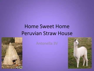 Home Sweet Home
Peruvian Straw House
     Antonella 3V
 