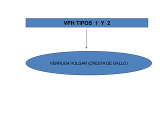 VPH TIPOS 1 Y 2

VERRUGA VULGAR (CRESTA DE GALLO)

 