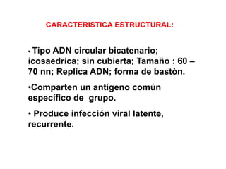 CARACTERISTICA ESTRUCTURAL:
 Tipo

ADN circular bicatenario;
icosaedrica; sin cubierta; Tamaño : 60 –
70 nn; Replica ADN; forma de bastòn.
•Comparten un antígeno común
específico de grupo.
• Produce infección viral latente,
recurrente.

 