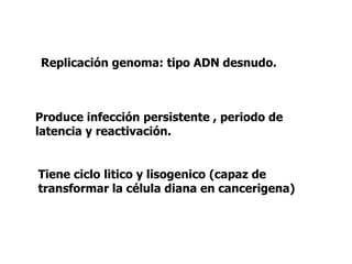 Replicación genoma: tipo ADN desnudo.

Produce infección persistente , periodo de
latencia y reactivación.
Tiene ciclo litico y lisogenico (capaz de
transformar la célula diana en cancerigena)

 
