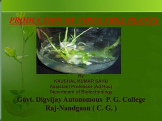 PRODUCTION OF VIRUS FREE PLANTS
By
KAUSHAL KUMAR SAHU
Assistant Professor (Ad Hoc)
Department of Biotechnology
Govt. Digvijay Autonomous P. G. College
Raj-Nandgaon ( C. G. )
 