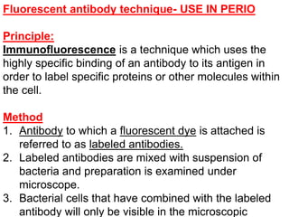 Fluorescent antibody technique- USE IN PERIO
Principle:
Immunofluorescence is a technique which uses the
highly specific binding of an antibody to its antigen in
order to label specific proteins or other molecules within
the cell.
Method
1. Antibody to which a fluorescent dye is attached is
referred to as labeled antibodies.
2. Labeled antibodies are mixed with suspension of
bacteria and preparation is examined under
microscope.
3. Bacterial cells that have combined with the labeled
antibody will only be visible in the microscopic
 