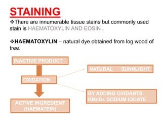 STAINING
There are innumerable tissue stains but commonly used
stain is HAEMATOXYLIN AND EOSIN .
HAEMATOXYLIN – natural dye obtained from log wood of
tree.
INACTIVE PRODUCT
ACTIVE INGREDIENT
(HAEMATEIN)
OXIDATION
NATURAL SUNNLIGHT
BY ADDING OXIDANTS
KMnO4, SODIUM IODATE
 