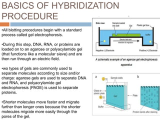 BASICS OF HYBRIDIZATION
PROCEDURE
•All blotting procedures begin with a standard
process called gel electrophoresis.
•During this step, DNA, RNA, or proteins are
loaded on to an agarose or polyacylamide gel
(that functions like a molecular sieve) and are
then run through an electric field.
•wo types of gels are commonly used to
separate molecules according to size and/or
charge: agarose gels are used to separate DNA
and RNA, and polyacrylamide gel
electrophoresis (PAGE) is used to separate
proteins.
•Shorter molecules move faster and migrate
further than longer ones because the shorter
molecules migrate more easily through the
pores of the gel.
 