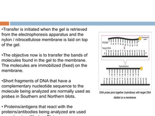 •Transfer is initiated when the gel is retrieved
from the electrophoresis apparatus and the
nylon / nitrocellulose membrane is laid on top
of the gel.
•The objective now is to transfer the bands of
molecules found in the gel to the membrane.
The molecules are immobilized (fixed) on the
membrane.
•Short fragments of DNA that have a
complementary nucleotide sequence to the
molecule being analyzed are normally used as
probes in Southern and Northern blots.
• Proteins/antigens that react with the
proteins/antibodies being analyzed are used
 