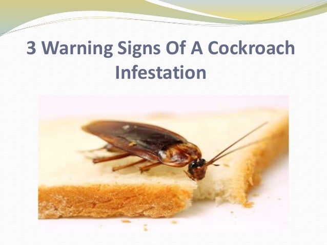 Is One Cockroach A Sign Of Infestation? – ZBPTM