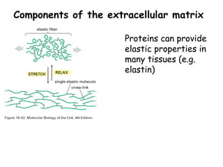 Comprehensive Overview of Cell Junctions and Extracellular Matrix in ...