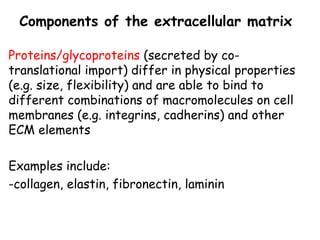 Comprehensive Overview of Cell Junctions and Extracellular Matrix in ...