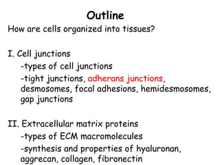 Comprehensive Overview of Cell Junctions and Extracellular Matrix in ...