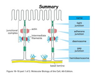 Comprehensive Overview of Cell Junctions and Extracellular Matrix in ...