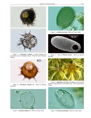 Chapter 2-6: Protozoa Ecology 2-6-3
Figure 3. Centropyxis aculeata, a testate amoeba that
commonly occurs on bryophyte leaves. Photo by Javier Martínez
Abaigar.
Figure 4. Centropyxis aculeata test. Photo by William
Bourland.
Figure 5. Corythion dubium test. Photo by Yuuji Tsukii.
Figure 6. Assulina muscorum. Photo by Yuuji Tsukii.
Figure 7. Test of Trinema lineare. Photo by Edward
Mitchell.
Figure 8. Sphagnum recurvum var. tenue, a peatmoss that
supports living protozoa in its hyaline cells. Photo by Jan-Peter
Frahm.
Figure 9. Corythion pulchellum. Photo by Yuuji Tsukii.
 