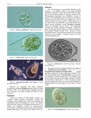 2-6-4 Chapter 2-6: Protozoa Ecology
Figure 10. Trinema complanatum. Photo by Yuuji Tsukii.
Figure 11. Nebela collaris. Photo by Yuuji Tsukii.
Figure 12. Hyalosphenia papilio and H. elegans. Photos
by Edward Mitchell.
Protozoa are generally the most numerous
invertebrates among the Sphagnum plants (Figure 8; ntham
& Porter 1945). In a Canadian study, flagellates were the
most numerous, but testate amoebae are often the most
numerous.
Epiphytes
Despite the dryness of aerial habitats, protozoa are
common among epiphytic bryophytes, drying and
encysting as the bryophytes dry, then reviving, eating, and
reproducing when the bryophytes are moist. This habitat
may hold many species as yet undiscovered because it is a
habitat less frequently studied by protozoologists.
Nevertheless, a number of taxa are known from this unique
habitat (Golemansky 1967; Casale 1967; Bonnet 1973a, b).
Antarctic
The role of protozoa is particularly important in the
Antarctic. On Elephant Island of the South Shetland
Islands in the Antarctic, moss carpets and turf form a major
part of the habitat available to protozoa (Smith 1972).
Mastigophoran (flagellate) moss inhabitants include 15
species. The Mastigophora are not unique to this habitat.
Those that were in most of the moss samples also were in
samples of grass/soil, clay, or guano. Furthermore, none of
the species that was abundant in the other habitats was
absent among bryophytes except Tetramitus rostratus,
which was abundant only on guano. The Rhizopoda,
including the testate amoebae, seemingly avoided the
guana on Elephant Island, whereas 16 species occurred in
the bryophyte habitats (Smith 1972). Several of those
Rhizopoda present in the grass/soil habitat were not found
among the moss samples. Fourteen species of Ciliata
occurred among mosses.
Figure 13. Nebela tincta test with living amoeba. Photo by
Edward Mitchell.
The small number of Elephant Island moss samples (4
in Polytrichum–Chorisodontium turf & 5 in
Brachythecium–Calliergon–Drepanocladus carpet)
precludes comparison of moss preferences (Smith 1972).
The most abundant ciliate, Urotricha agilis (see Figure 14),
was abundant in both turf and carpet. In samples of turf,
mean numbers per gram of fresh weight ranged 170-4,500.
In carpet they ranged 250 to 7,700. On Signey Island
species numbers were higher in moss turf (40), whereas on
Elephant Island they were higher in moss carpet (37) than
in turf.
Figure 14. Urotricha platystoma. Photo by Yuuji Tsukii.
 