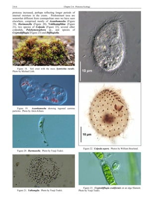 2-6-6 Chapter 2-6: Protozoa Ecology
protozoa increased, perhaps reflecting longer periods of
internal moisture in the crusts. Predominant taxa are
somewhat different from cosmopolitan ones we have seen
elsewhere, comprised mostly of Acanthamoeba (Figure
19), Hartmanella (Figure 20), Vahlkampfidae (Figure
21), two species of Colpoda (Figure 22), several other
colpodids, Polyhymenophora sp., and species of
Cryptodifflugia (Figure 23) and Difflugiella.
Figure 18. Soil crust with the moss Syntrichia ruralis.
Photo by Michael Lüth.
Figure 19. Acanthamoeba showing ingested carmine
particles. Photo by Akira Kihara.
Figure 20. Hartmanella. Photo by Yuuji Tsukii.
Figure 21. Valkampfia. Photo by Yuuji Tsukii.
Figure 22. Colpoda aspera. Photos by William Bourland.
Figure 23. Cryptodifflugia ovaliformis on an alga filament.
Photo by Yuuji Tsukii.
 