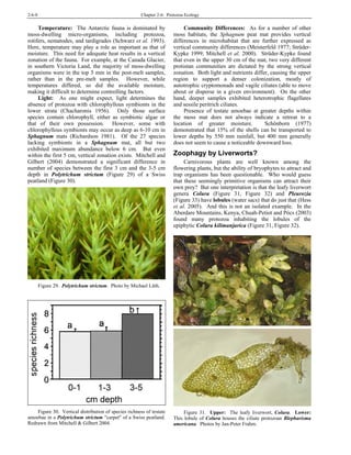 2-6-8 Chapter 2-6: Protozoa Ecology
Temperature: The Antarctic fauna is dominated by
moss-dwelling micro-organisms, including protozoa,
rotifers, nematodes, and tardigrades (Schwarz et al. 1993).
Here, temperature may play a role as important as that of
moisture. This need for adequate heat results in a vertical
zonation of the fauna. For example, at the Canada Glacier,
in southern Victoria Land, the majority of moss-dwelling
organisms were in the top 5 mm in the post-melt samples,
rather than in the pre-melt samples. However, while
temperatures differed, so did the available moisture,
making it difficult to determine controlling factors.
Light: As one might expect, light determines the
absence of protozoa with chlorophyllous symbionts in the
lower strata (Chacharonis 1956). Only those surface
species contain chlorophyll, either as symbiotic algae or
that of their own possession. However, some with
chlorophyllous symbionts may occur as deep as 6-10 cm in
Sphagnum mats (Richardson 1981). Of the 27 species
lacking symbionts in a Sphagnum mat, all but two
exhibited maximum abundance below 6 cm. But even
within the first 5 cm, vertical zonation exists. Mitchell and
Gilbert (2004) demonstrated a significant difference in
number of species between the first 3 cm and the 3-5 cm
depth in Polytrichum strictum (Figure 29) of a Swiss
eatland (p Figure 30).
Figure 29. Polytrichum strictum. Photo by Michael Lüth.
Figure 30. Vertical distribution of species richness of testate
amoebae in a Polytrichum strictum "carpet" of a Swiss peatland.
Redrawn from Mitchell & Gilbert 2004.
Community Differences: As for a number of other
moss habitats, the Sphagnum peat mat provides vertical
differences in microhabitat that are further expressed as
vertical community differences (Meisterfeld 1977; Strüder-
Kypke 1999; Mitchell et al. 2000). Strüder-Kypke found
that even in the upper 30 cm of the mat, two very different
protistan communities are dictated by the strong vertical
zonation. Both light and nutrients differ, causing the upper
region to support a denser colonization, mostly of
autotrophic cryptomonads and vagile ciliates (able to move
about or disperse in a given environment). On the other
hand, deeper samples exhibited heterotrophic flagellates
and sessile peritrich ciliates.
Presence of testate amoebae at greater depths within
the moss mat does not always indicate a retreat to a
location of greater moisture. Schönborn (1977)
demonstrated that 15% of the shells can be transported to
lower depths by 550 mm rainfall, but 400 mm generally
does not seem to cause a noticeable downward loss.
Zoophagy by Liverworts?
Carnivorous plants are well known among the
flowering plants, but the ability of bryophytes to attract and
trap organisms has been questionable. Who would guess
that these seemingly primitive organisms can attract their
own prey? But one interpretation is that the leafy liverwort
genera Colura (Figure 31, Figure 32) and Pleurozia
(Figure 33) have lobules (water sacs) that do just that (Hess
et al. 2005). And this is not an isolated example. In the
Aberdare Mountains, Kenya, Chuah-Petiot and Pócs (2003)
found many protozoa inhabiting the lobules of the
piphytic Colura kilimanjarica (e Figure 31, Figure 32).
Figure 31. Upper: The leafy liverwort, Colura. Lower:
This lobule of Colura houses the ciliate protozoan Blepharisma
americana. Photos by Jan-Peter Frahm.
 
