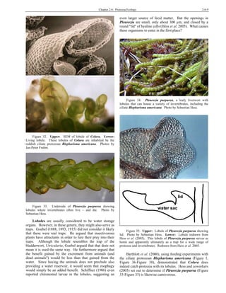 Chapter 2-6: Protozoa Ecology 2-6-9
Figure 32. Upper: SEM of lobule of Colura. Lower:
Living lobule. These lobules of Colura are inhabited by the
reddish ciliate protozoan Blepharisma americana. Photos by
Jan-Peter Frahm.
Figure 33. Underside of Pleurozia purpurea showing
lobules where invertebrates often live – and die. Photo by
Sebastian Hess.
Lobules are usually considered to be water storage
organs. However, in these genera, they might also serve as
traps. Goebel (1888, 1893, 1915) did not consider it likely
that these were real traps. He argued that insectivorous
plants have attractants in order to lure their prey into their
traps. Although the lobule resembles the trap of the
bladderwort, Utricularia, Goebel argued that that does not
mean it is used the same way. He furthermore argued that
the benefit gained by the excrement from animals (and
dead animals?) would be less than that gained from the
water. Since having the animals does not preclude also
providing a water reservoir, it would seem that zoophagy
would simply be an added benefit. Schiffner (1906) even
reported chironomid larvae in the lobules, suggesting an
even larger source of fecal matter. But the openings in
Pleurozia are small, only about 300 µm, and closed by a
round "lid" of hyaline cells (Hess et al. 2005). What causes
these organisms to enter in the first place?
Figure 34. Pleurozia purpurea, a leafy liverwort with
lobules that can house a variety of invertebrates, including the
ciliate Blepharisma americana. Photo by Sebastian Hess.
Figure 35. Upper: Lobule of Pleurozia purpurea showing
lid. Photo by Sebastian Hess. Lower: Lobule redrawn from
Hess et al. (2005). This lobule of Pleurozia purpurea serves as
home and apparently ultimately as a trap for a wide range of
protozoa and invertebrates. Redrawn from Hess et al. 2005.
Barthlott et al. (2000), using feeding experiments with
the ciliate protozoan Blepharisma americana (Figure 1,
Figure 36-Figure 38), demonstrated that Colura does
indeed catch protozoa with its lobules. Hess and coworkers
(2005) set out to determine if Pleurozia purpurea (Figure
33-Figure 35) is likewise carnivorous.
 