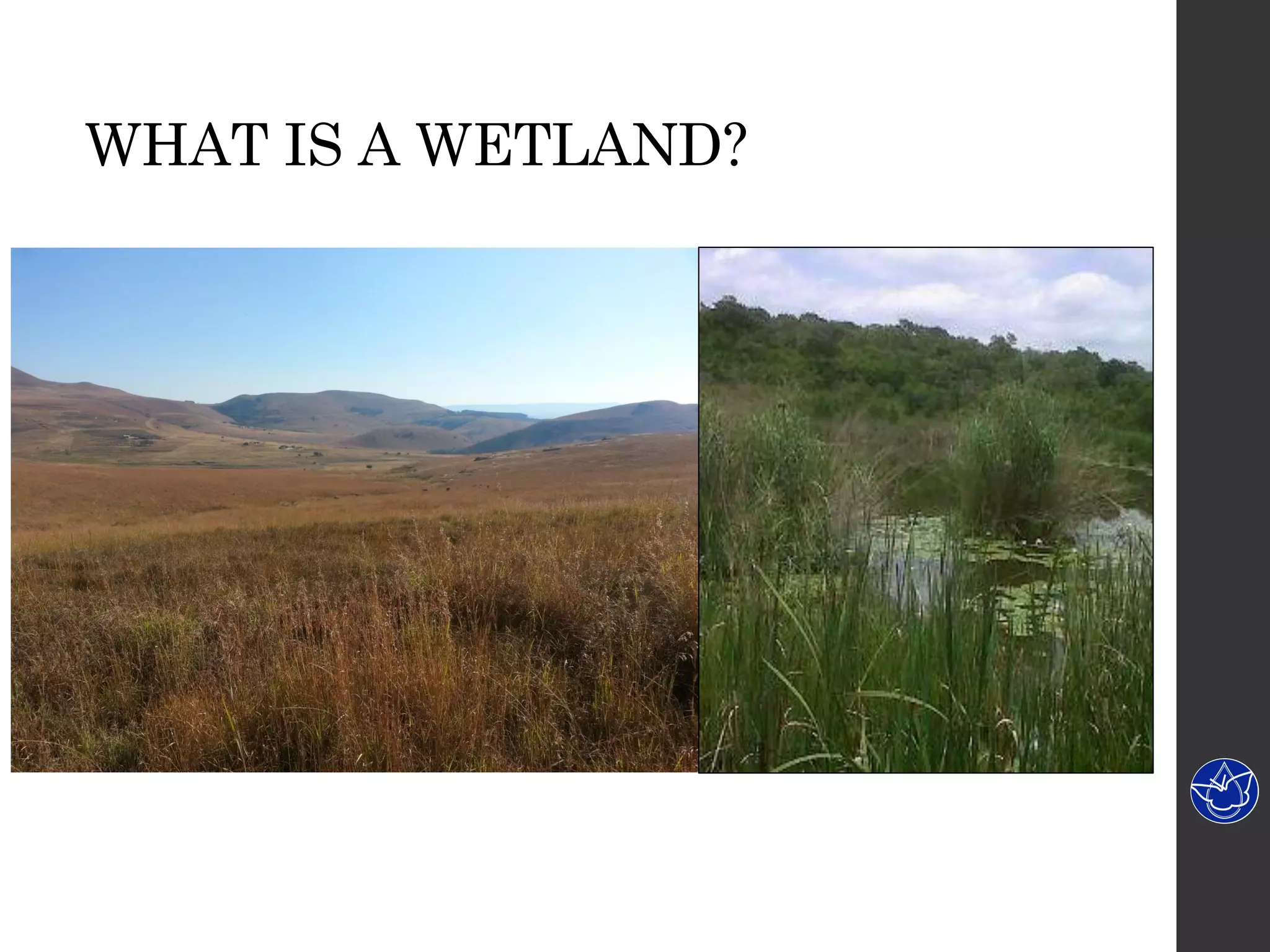 WHAT IS A WETLAND?
 