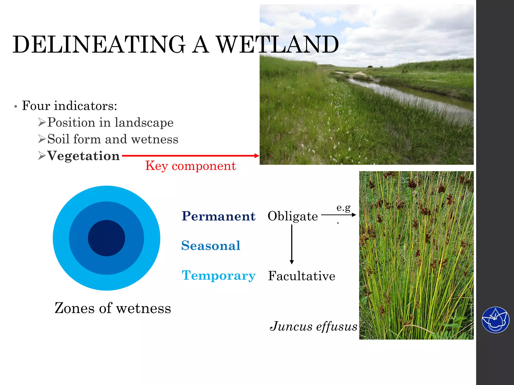 • Four indicators:
Position in landscape
Soil form and wetness
Vegetation
Key component
Permanent
Seasonal
Temporary Facultative
Obligate
Juncus effusus
e.g
.
Zones of wetness
DELINEATING A WETLAND
 