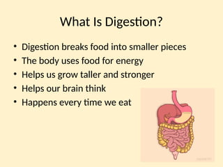 Stomach Safari: Exploring the Human Digestive System and Healthy Habits ...