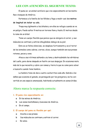 48
LEE CON ATENCIÓN EL SIGUIENTE TEXTO:
El puma es un animal carnívoro que vive especialmente en las monta-
ñas o bosques de América.
Pertenece a la familia de los félidos y llega a medir casi dos metros
de longitud sin incluir su cola.
Trepa muy ágilmente a los árboles y en ellos se refugia cuando se ve
en peligro. Puede saltar 9 metros en terreno llano y hasta 12 metros desde
la rama de un árbol.
Tiene un cuerpo flexible que parece que se alargara al correr, y sus
músculos se contraen y estiran dibujándose debajo de su piel.
Este es un felino silencioso, se desplaza furtivamente y es el terror
de los animales como cabras, ciervos, alces, aunque también son sus presas
ratones, peces y aves.
Ataca a sus víctimas saltando a su lomo y destrozándole las vértebras
del cuello, para darse después un festín con sus despojos. En ocasiones mata
más de lo que necesita y cubre con ramas y tierra lo que no come para volver
a buscarlo cuando tiene hambre.
La hembra tiene de dos a cuatro cachorritos cada año. Debido a los
daños que ocasiona al ganado, es perseguido por los granjeros y se ha con-
vertido en una especie amenazada, habitando actualmente en zonas áridas.
Ahora marca la respuesta correcta:
1. El puma vive especialmente en:
a En las selvas de América.
b Las zonas montañosas y boscosas de América.
c En el campo.
2. El cuerpo del puma es flexible por qué:
a Acecha a sus presas.
b Sus músculos se contraen y estiran al correr.
c Es veloz.
 