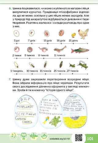 6. Іринка поцікавилася, чи може з купленого в магазині яйця
вилупитися курчатко. Працівниця птахофабрики відпові­
ла, що не може, оскільки у цих яйцях немає зародків. Але
у природі під шкаралупою відбуваються дивовижні пере­
творення. Розглянь малюнки і склади розповідь про одне
з них.
—•----------------------•------------------------•--------------------•----------------- •----------------------•
2 тижні 5 тижнів 8 тижнів 11 тижнів
—•----------------- •----------------------•-------------------------•--------------------------------------------•
ч # І1 тиждень 10 тижнів 15 тижнів 25 тижнів 27 тижнів
—•----------------------•-------------------- •--------------------- •------------------•-----------------------•
Іринку дуже зацікавили перетворення всередині яйця.
Вона зібрала інформацію про яйце черепахи. Результати
свого дослідження дівчинка оформила у вигляді книжеч­
ки. Зроби й ти книжечку "Історія одного яйця".
Ч Е РЕ ПАХИ
Ca.re.-tt
/
од |>
svitdovkola.Org/3/3-101 101
£ уд д
1
і
 