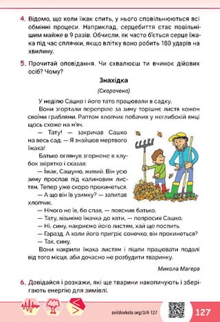 4. Відомо, що коли їжак спить, у нього сповільнюються всі
обмінні процеси. Наприклад, серцебиття стає повільні­
шим майже в 9 разів. Обчисли, як часто б'ється серце їжа­
ка під час сплячки, якщо влітку воно робить 180 ударів на
хвилину.
5. Прочитай оповідання. Чи схвалюєш ти вчинок дійових
осіб? Чому?
Знахідка
(Скорочено)
У неділю Сашко і його тато працювали в садку.
Вони згортали перепріле за зиму торішнє листя кожен
своїми граблями. Раптом хлопчик побачив у неглибокій ямці
щось схоже на м’яч.
— Тату! — закричав Сашко
на весь сад. — Я знайшов мертвого
їжака!
Батько оглянув згорнене в клу­
бок звірятко і сказав:
— їжак, Сашуню, живий. Він усю
зиму проспав під калиновим лис­
тям. Тепер уже скоро прокинеться.
— А що він їв узимку? — запитав
хлопчик.
— Нічого не їв, бо спав, — пояснив батько.
— Тату, візьмімо їжачка до хати, — попросив Сашко.
— Ні, сину, накриємо його листям, хай ще поспить.
— Гаразд. А коли його пригріє сонечко, він прокинеться?
— Так, сину.
Вони накрили їжака листям і пішли працювати подалі
від того місця, аби дочасно не розбудити тваринку.
Микола Магера
6. Довідайся і розкажи, які ще тварини накопичують і збері­
гають енергію для зимівлі.
svitdovkola.org/3/4-127 127
 