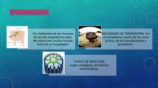 Son habitantes de las mucosas
de las vías respiratorias altas.
No sobreviven mucho tiempo
fuera de su hospedador.
MECANISMO DE TRANSMISIÓN: Por
vía inhalatoria a partir de los casos
activos, de los convalecientes o
portadores.
FUENTE DE INFECCIÓN:
origen endógeno, portadores
asintomáticos.
 