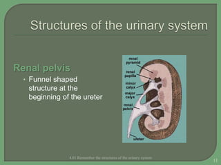 Renal pelvis
• Funnel shaped
structure at the
beginning of the ureter
4.01 Remember the structures of the urinary system
11
 