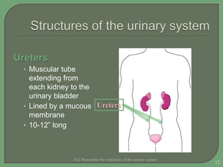 Ureters
• Muscular tube
extending from
each kidney to the
urinary bladder
• Lined by a mucous
membrane
• 10-12” long
4.01 Remember the structures of the urinary system
12
Ureters
 