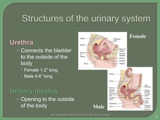 Urethra
• Connects the bladder
to the outside of the
body
 Female 1-2” long
 Male 4-6” long
Urinary meatus
• Opening to the outside
of the body
4.01 Remember the structures of the urinary system
14
Female
Male
 