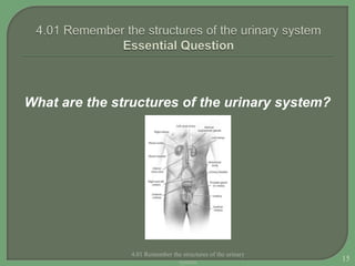 What are the structures of the urinary system?
4.01 Remember the structures of the urinary
system 15
 