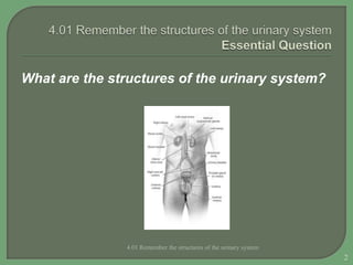 What are the structures of the urinary system?
4.01 Remember the structures of the urinary system
2
 