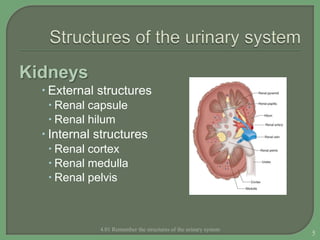 Kidneys
 External structures
 Renal capsule
 Renal hilum
 Internal structures
 Renal cortex
 Renal medulla
 Renal pelvis
4.01 Remember the structures of the urinary system
5
 
