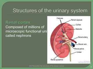 Renal cortex
Composed of millions of
microscopic functional units
called nephrons
4.01 Remember the structures of the urinary system
8
 