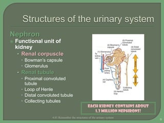 Nephron
 Functional unit of
kidney
• Renal corpuscle
 Bowman’s capsule
 Glomerulus
• Renal tubule
 Proximal convoluted
tubule
 Loop of Henle
 Distal convoluted tubule
 Collecting tubules
4.01 Remember the structures of the urinary system
9
Each kidney contains about
1.3 MILLION nephrons!
 