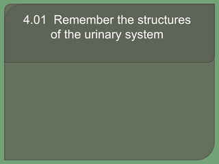 4.01 Remember the structures
of the urinary system
 