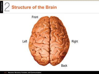 Structure of the Brain
2.3 Neurons: Structure, Function, and Communication
Front
Back
RightLeft
 