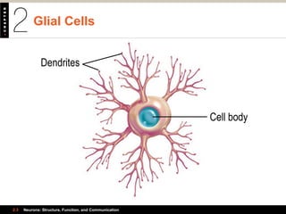 Glial Cells
2.3 Neurons: Structure, Function, and Communication
Cell body
Dendrites
 