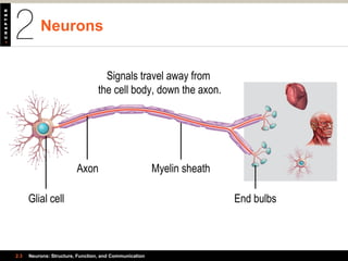 Neurons
2.3 Neurons: Structure, Function, and Communication
Glial cell
Axon Myelin sheath
End bulbs
Signals travel away from
the cell body, down the axon.
 