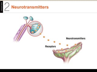 Neurotransmitters
Neurotransmitters
Receptors
 