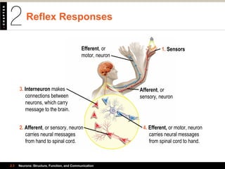 Reflex Responses
2.3 Neurons: Structure, Function, and Communication
3. Interneuron makes
connections between
neurons, which carry
message to the brain.
Afferent, or
sensory, neuron
4. Efferent, or motor, neuron
carries neural messages
from spinal cord to hand.
2. Afferent, or sensory, neuron
carries neural messages
from hand to spinal cord.
Efferent, or
motor, neuron
1. Sensors
 