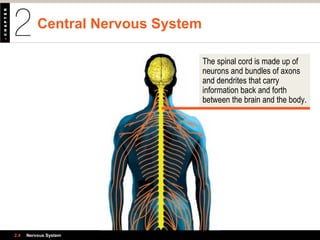 Central Nervous System
2.4 Nervous System
The spinal cord is made up of
neurons and bundles of axons
and dendrites that carry
information back and forth
between the brain and the body.
 