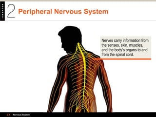 Peripheral Nervous System
2.4 Nervous System
Nerves carry information from
the senses, skin, muscles,
and the body’s organs to and
from the spinal cord.
 