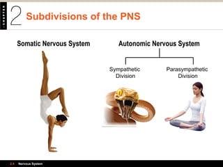 Subdivisions of the PNS
2.4 Nervous System
Somatic Nervous System Autonomic Nervous System
Sympathetic
Division
Parasympathetic
Division
 