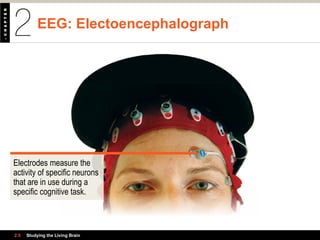 EEG: Electoencephalograph
2.5 Studying the Living Brain
Electrodes measure the
activity of specific neurons
that are in use during a
specific cognitive task.
 