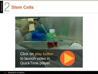 Stem Cells
2.5 Studying the Living Brain
Click on play button
to launch video in
QuickTime player.
 